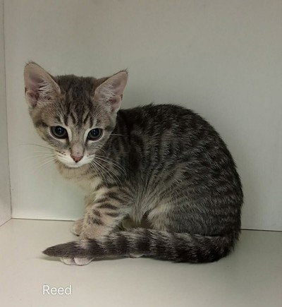 Reed - Domestic Short Hair