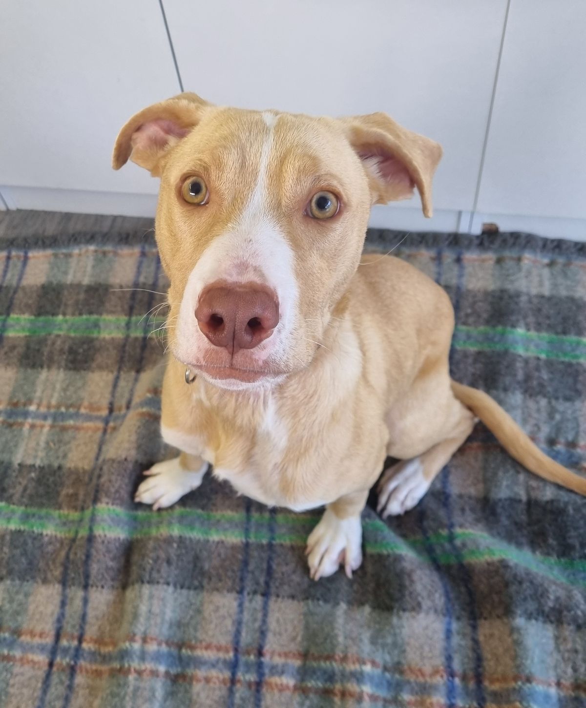 Gallery image: Rissole