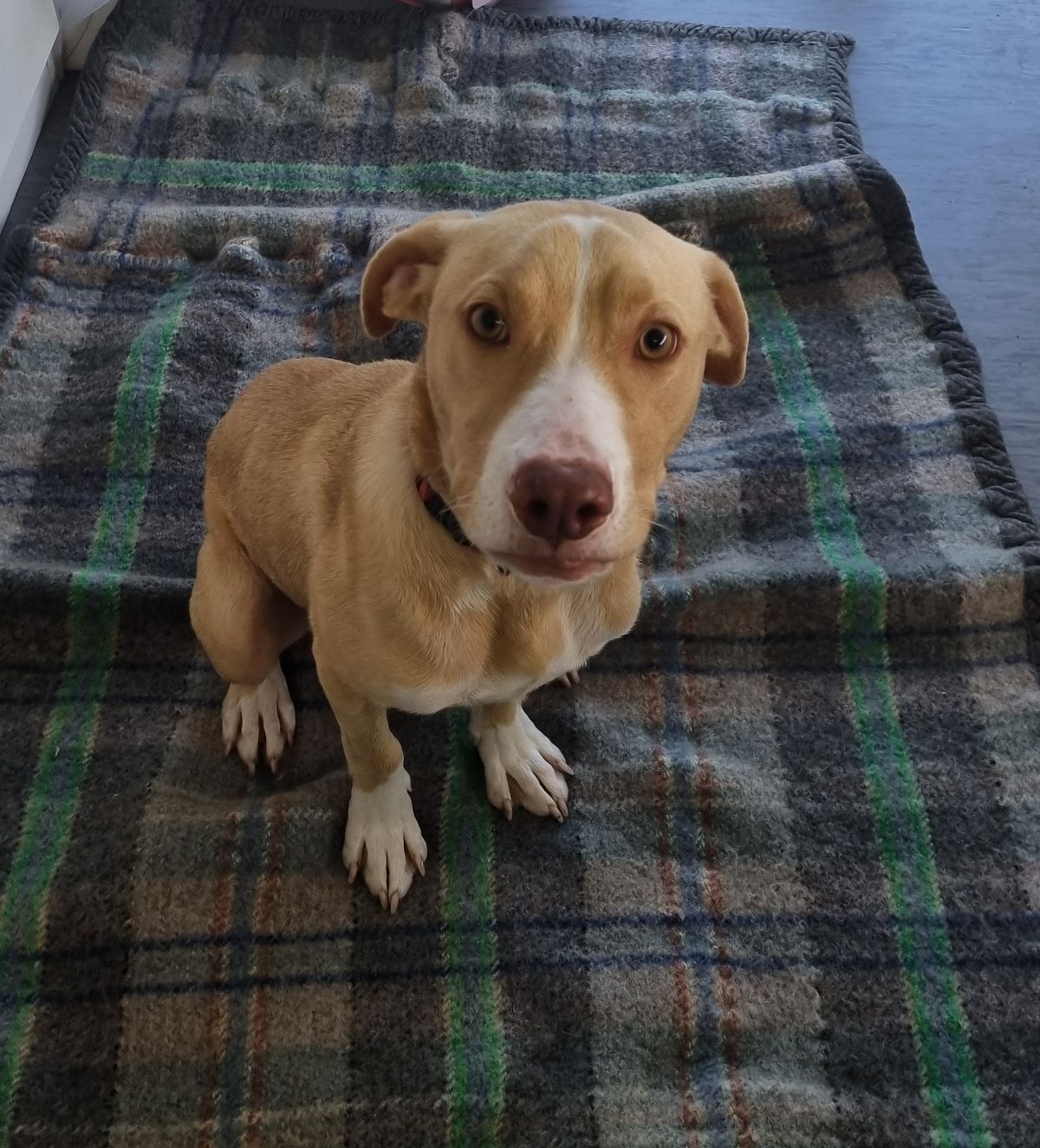 Gallery image: Rissole