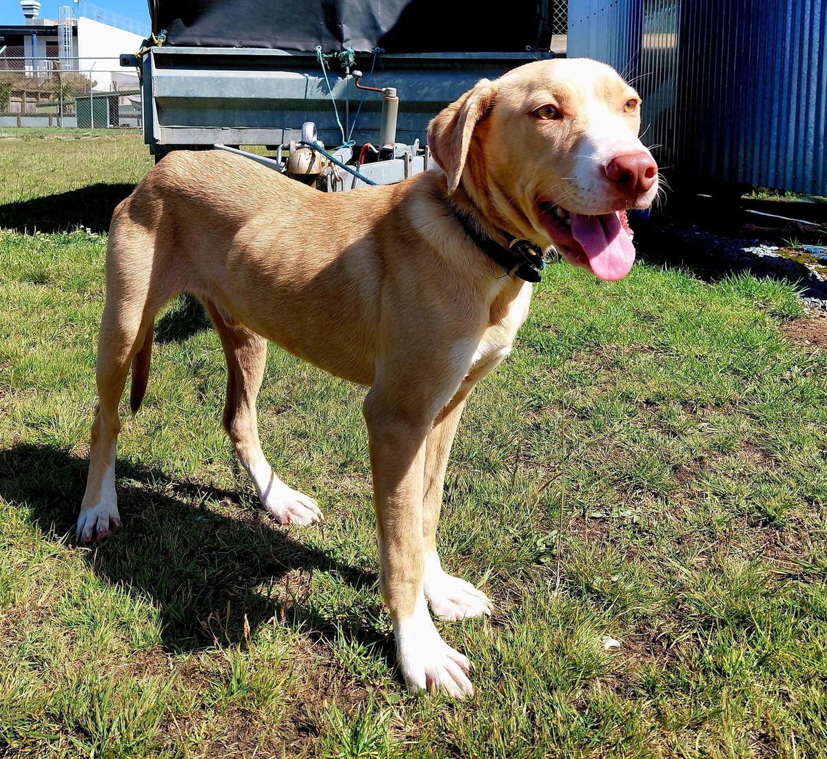 Gallery image: Rissole