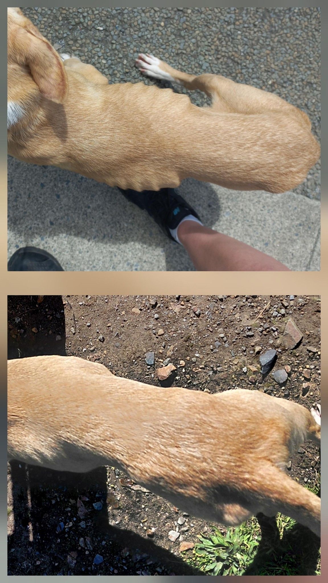 Gallery image: Rissole