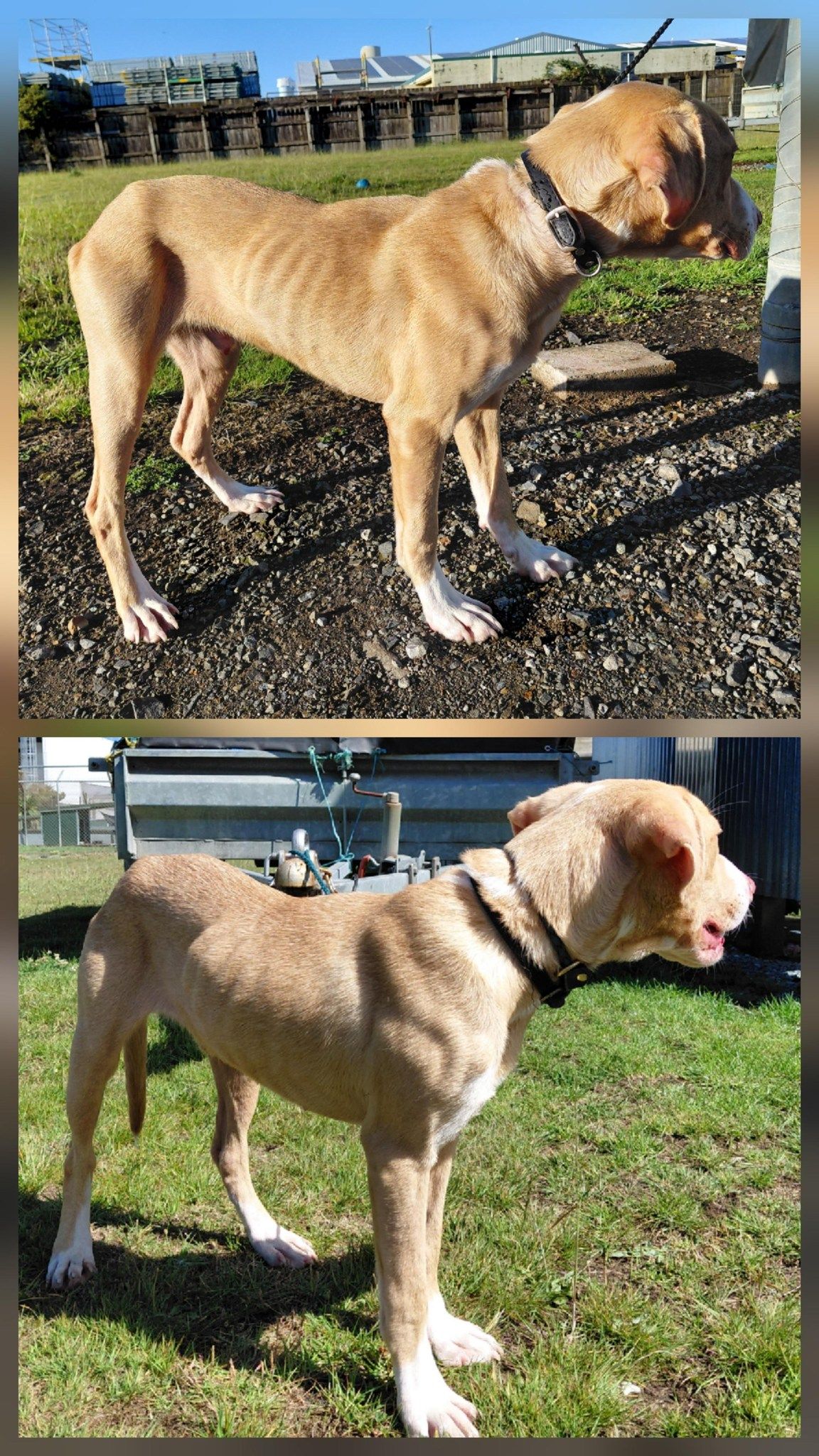 Gallery image: Rissole