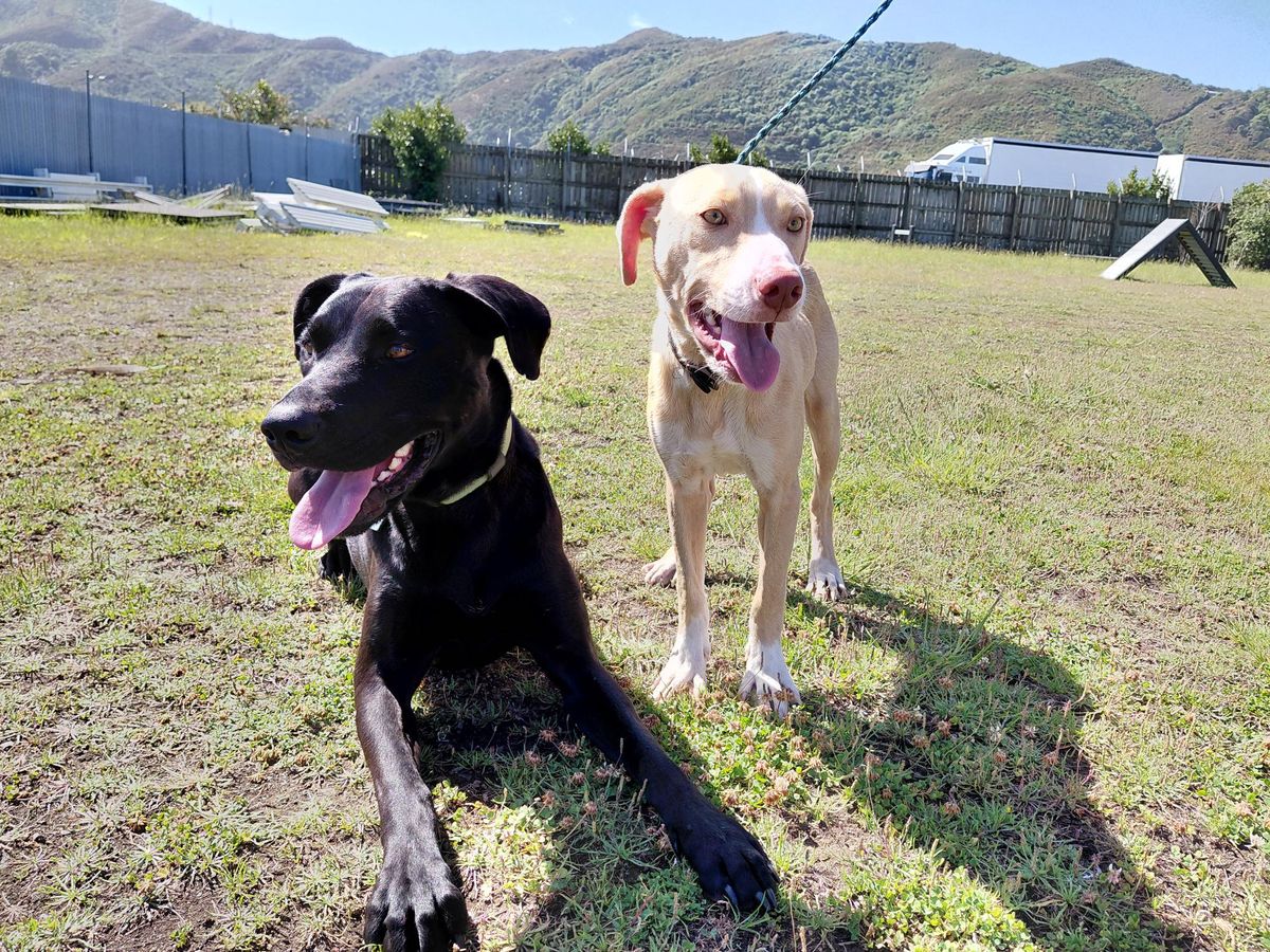 Gallery image: Rissole