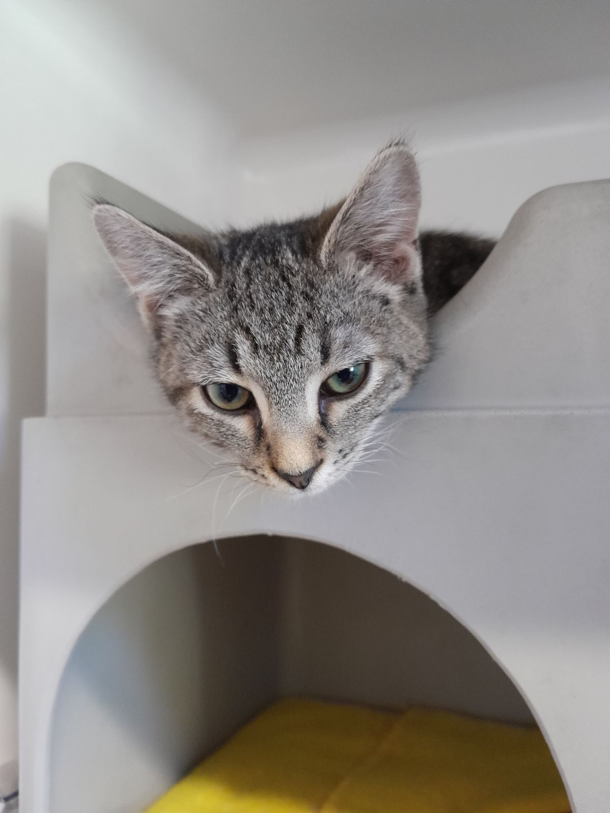 Gallery image: Lefty