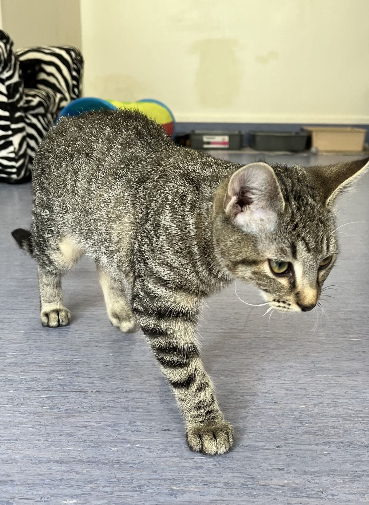 Gallery image: Lefty