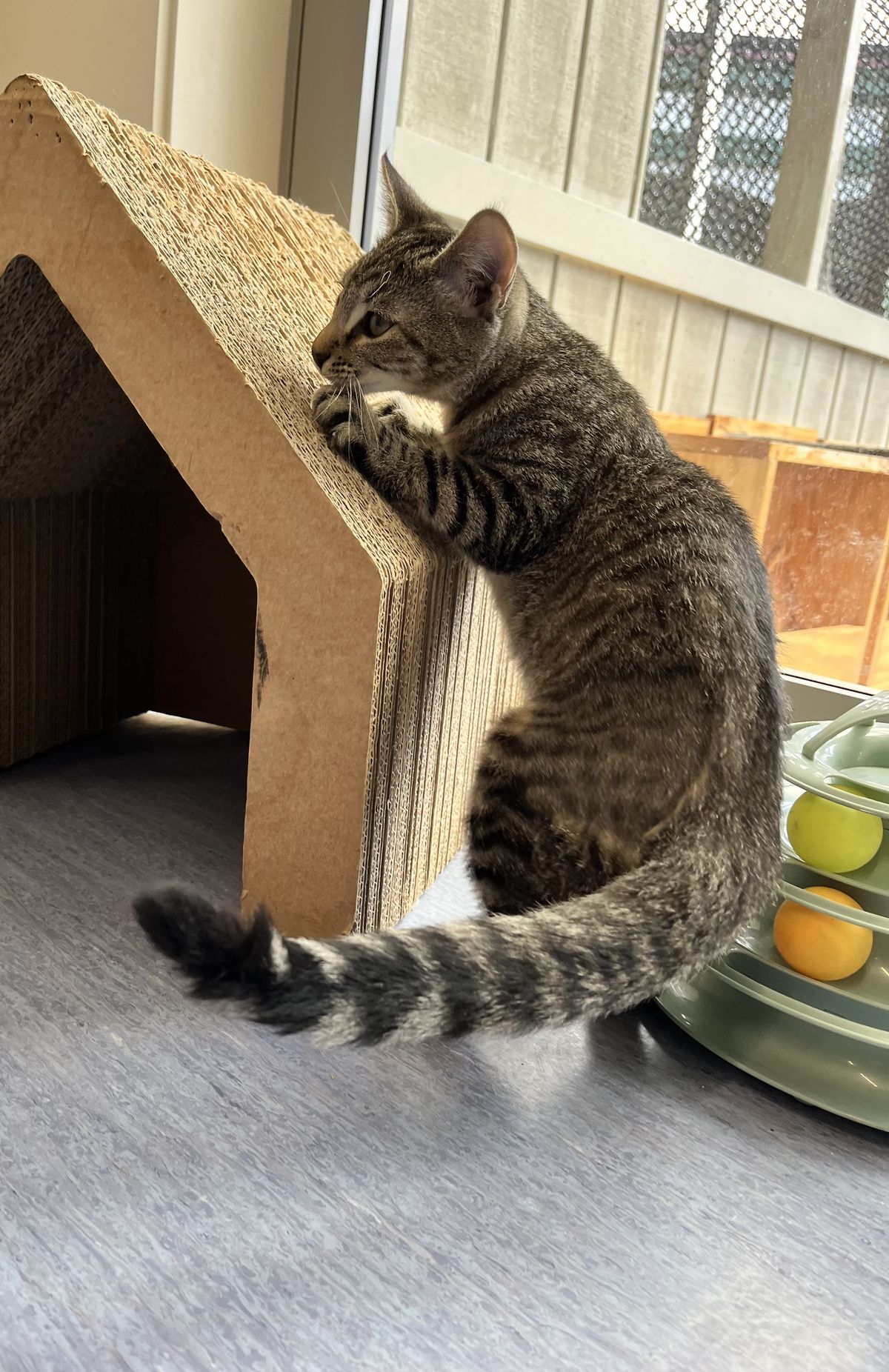 Gallery image: Lefty