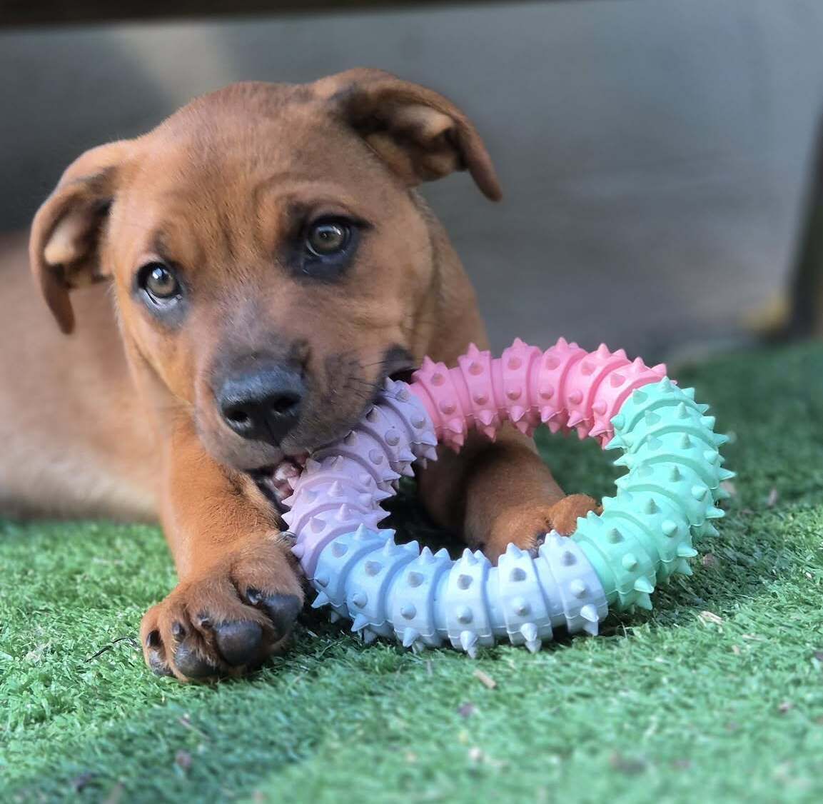 Gallery image: Aurora