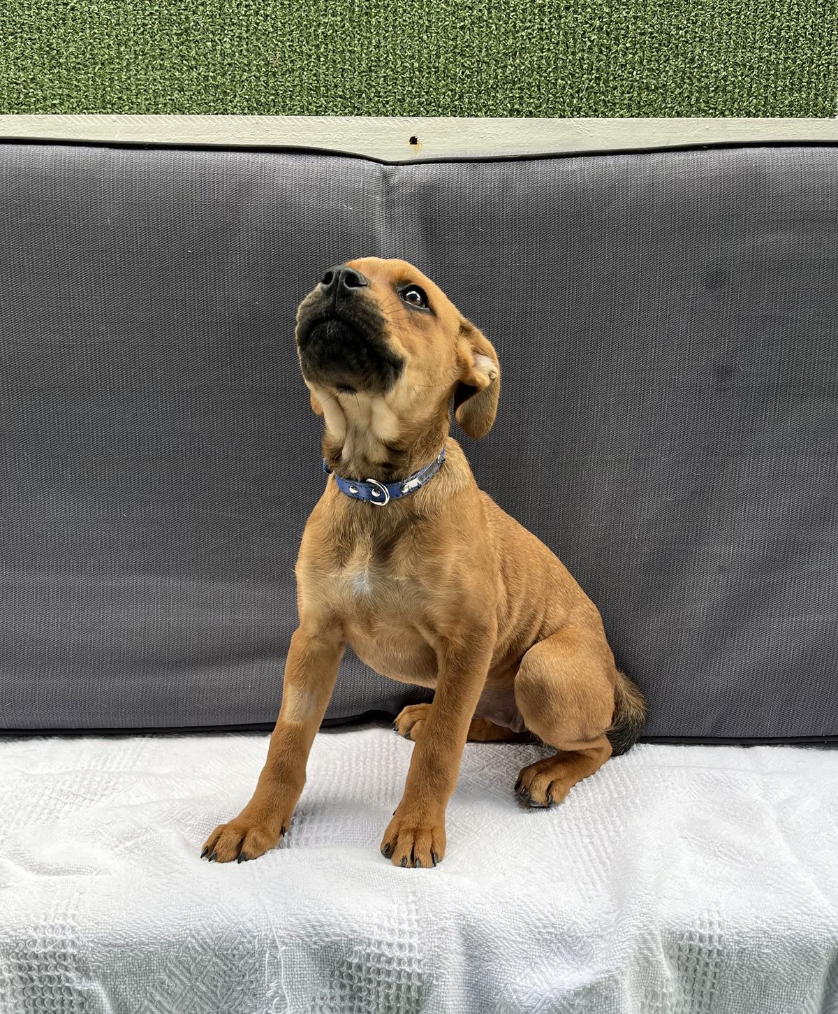 Gallery image: Belle