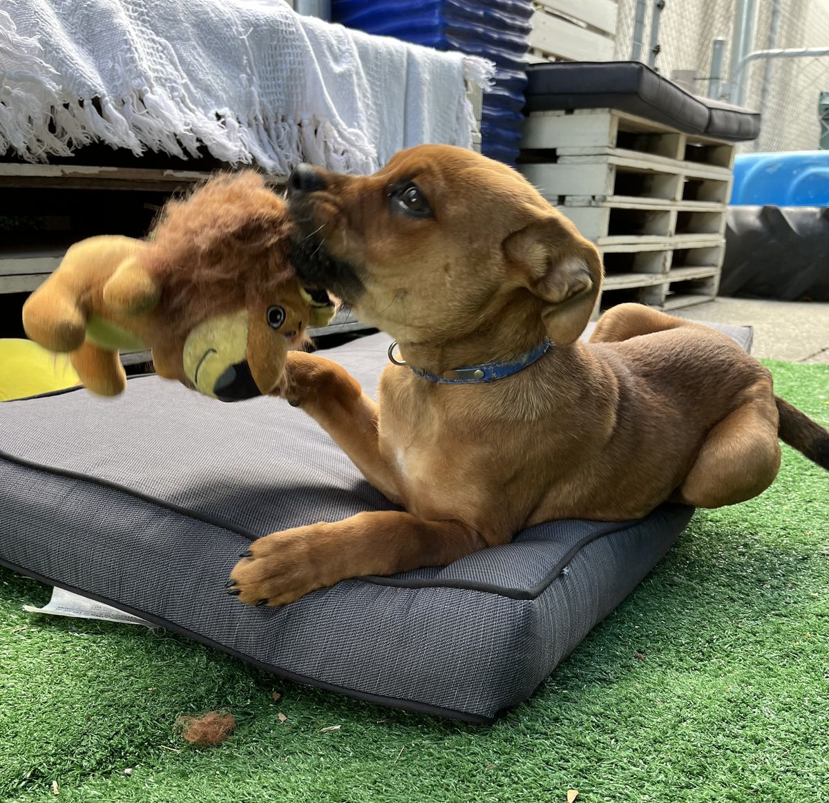 Gallery image: Belle