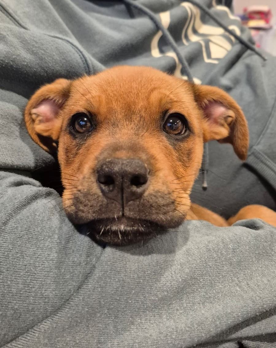 Gallery image: Belle