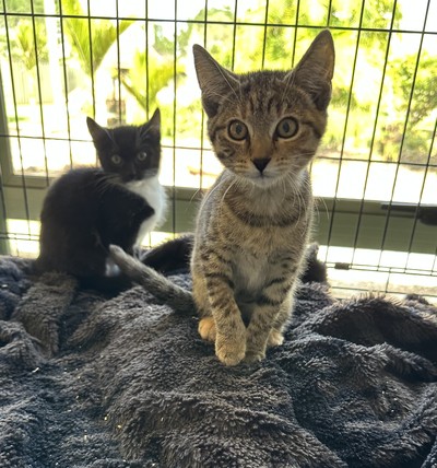 Abbie - Domestic Short Hair