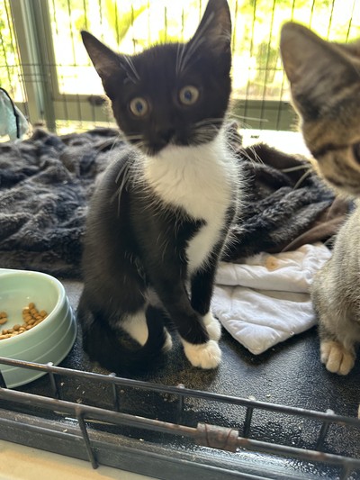 Angel - Domestic Short Hair