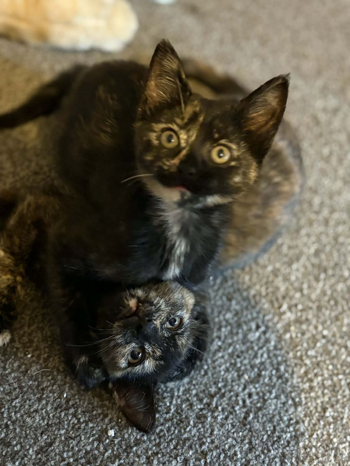 Gallery image: Alana