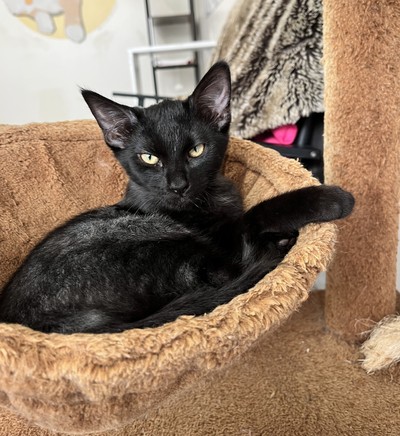 Cami - Domestic Short Hair