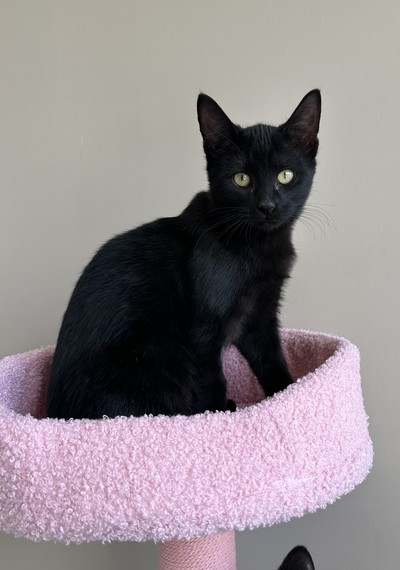 Octavia - Domestic Short Hair
