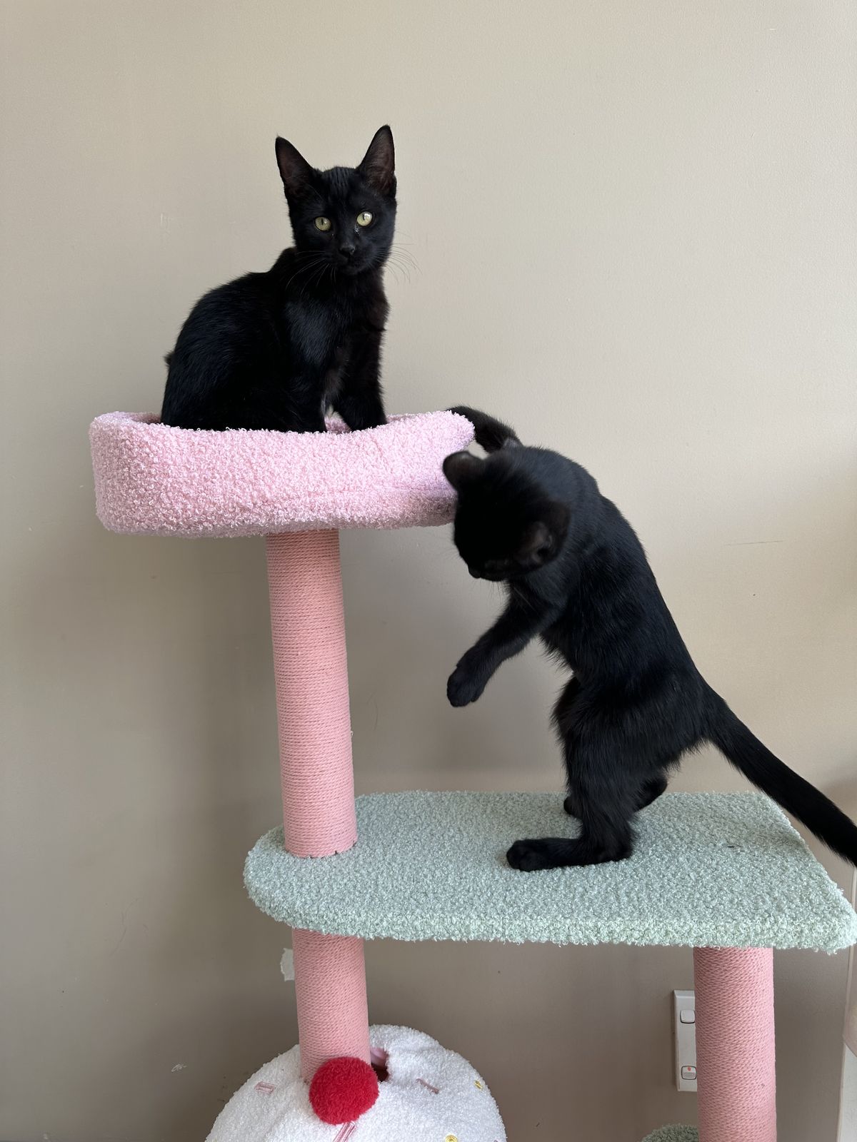 Gallery image: Octavia