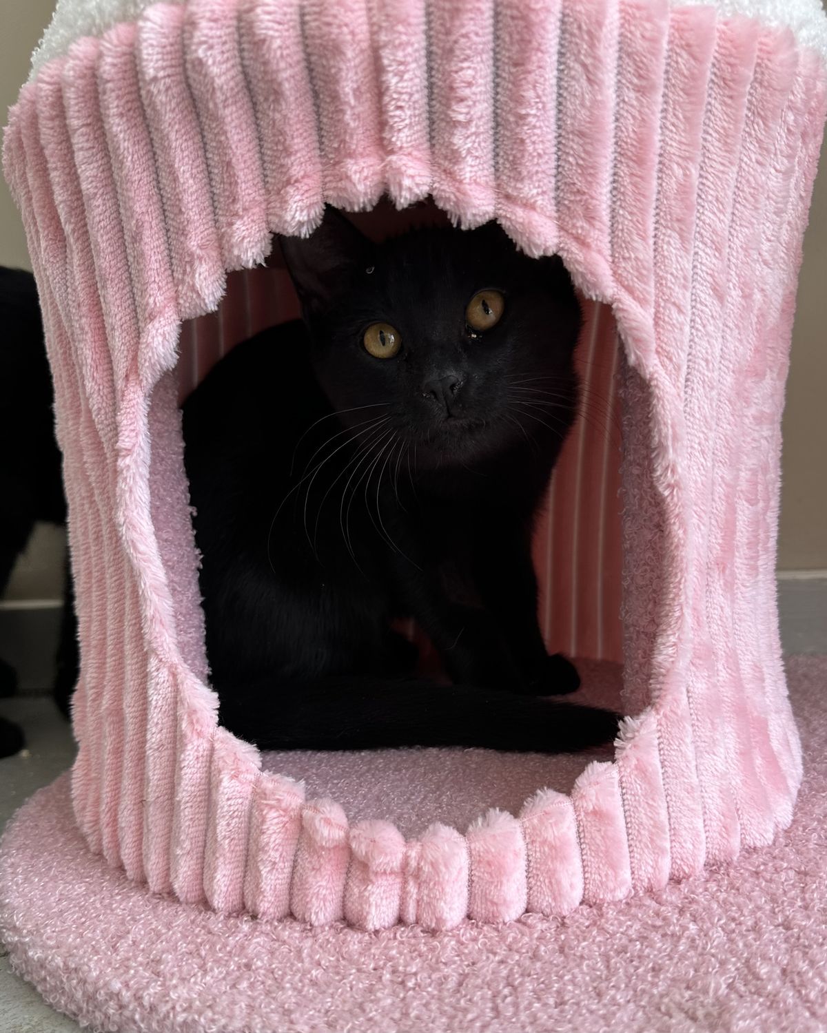 Gallery image: Octavia