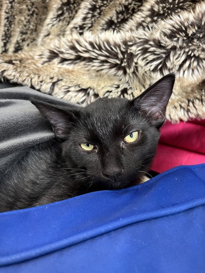 Cali - Domestic Short Hair