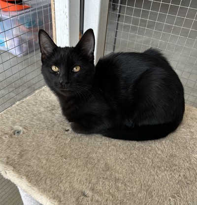 Olah - Domestic Short Hair