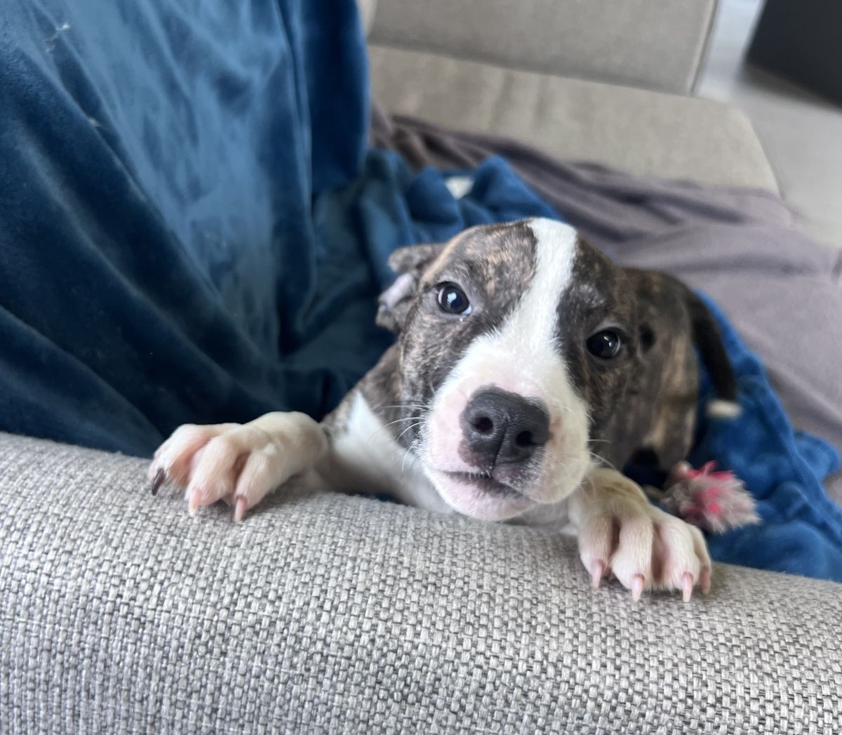 Gallery image: Phoebe