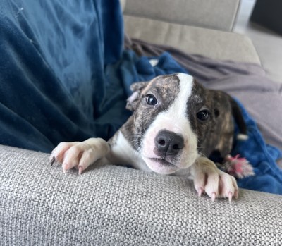 Phoebe - Medium Cross Breed