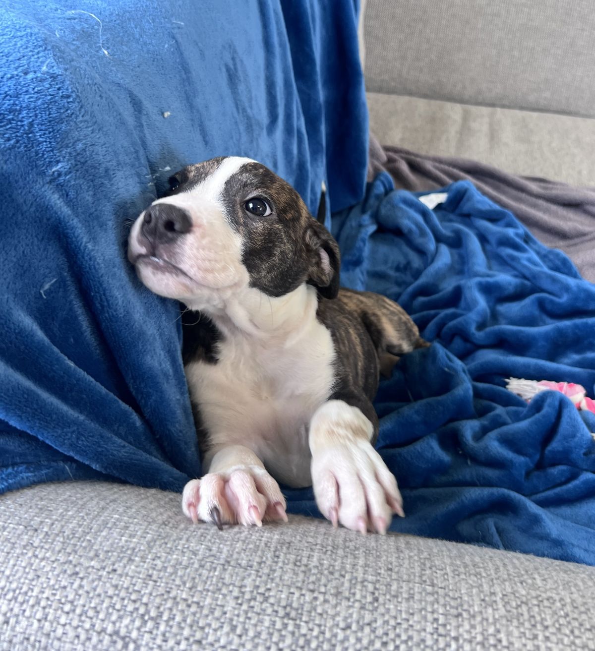 Gallery image: Phoebe