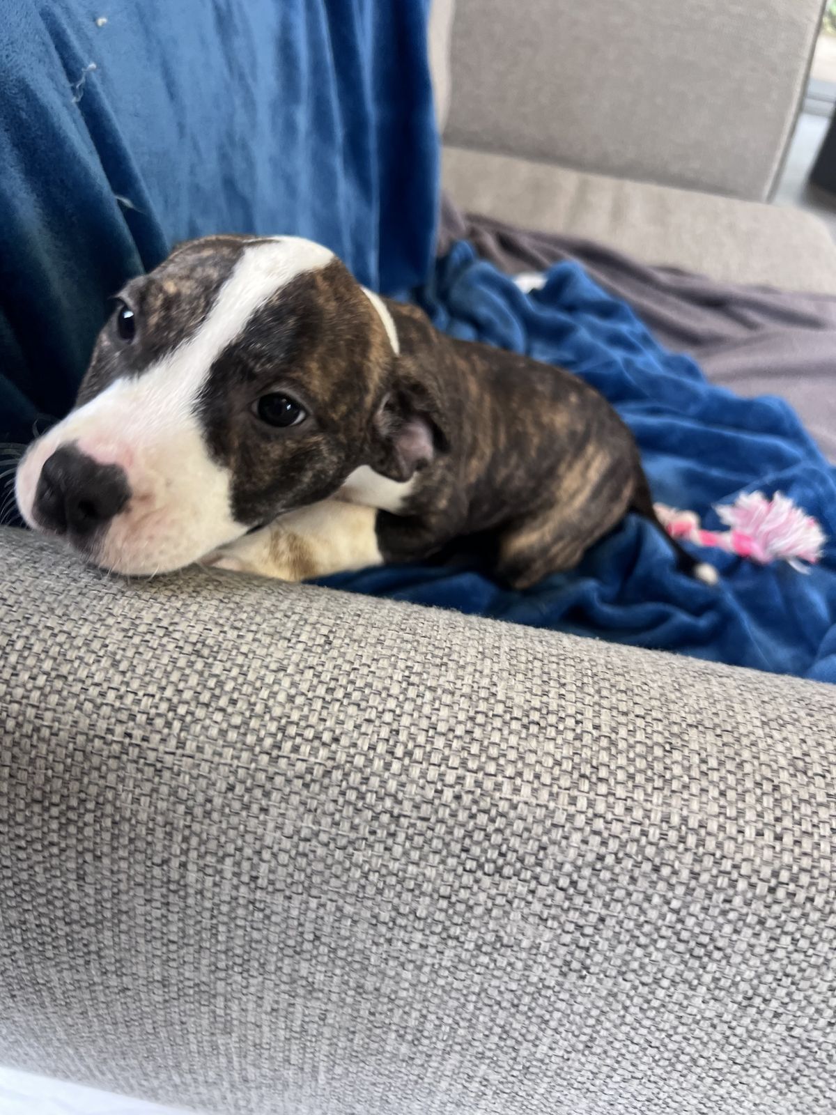 Gallery image: Phoebe