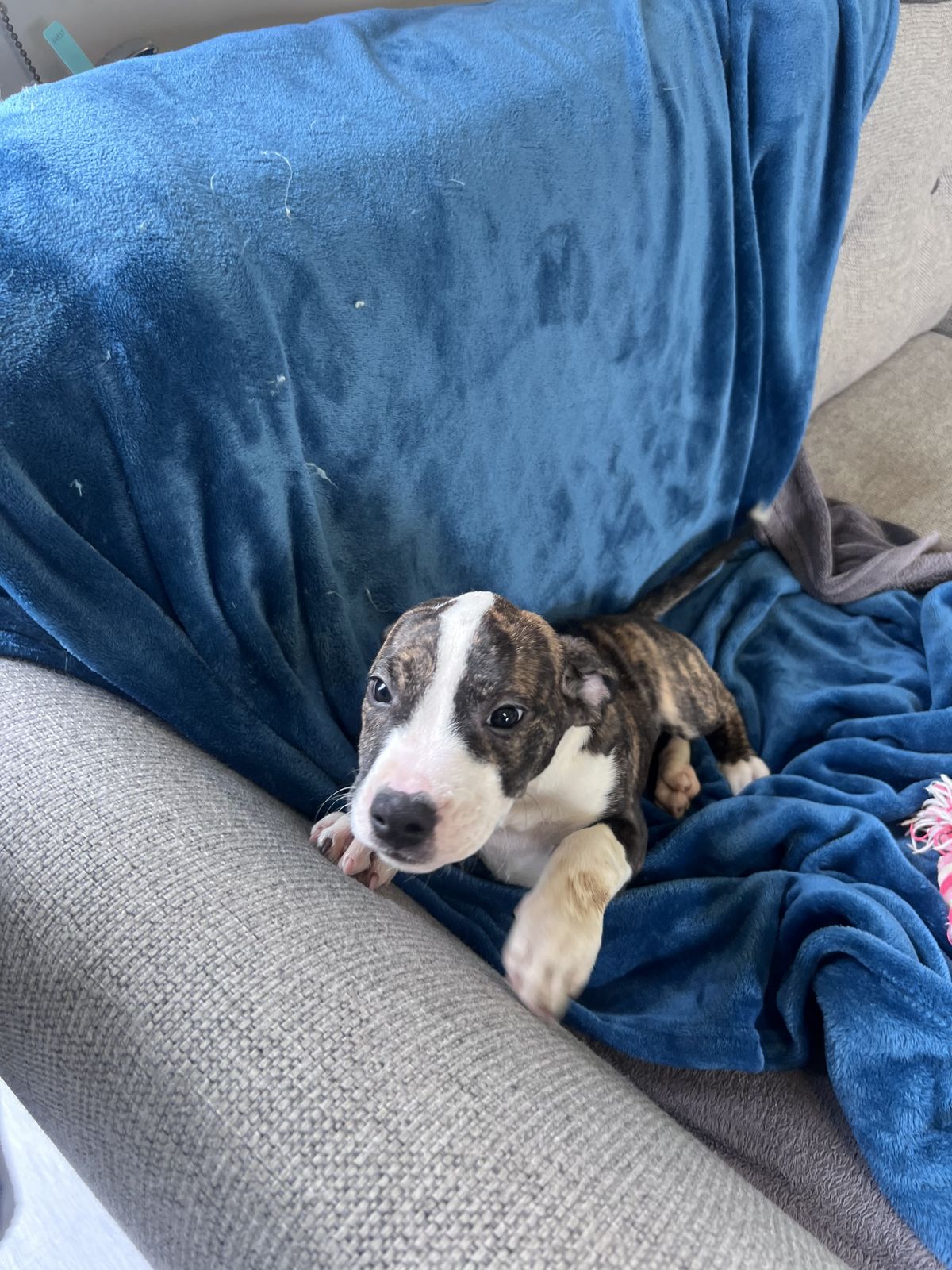 Gallery image: Phoebe