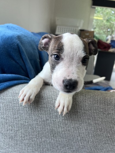 Freddie - Medium Cross Breed