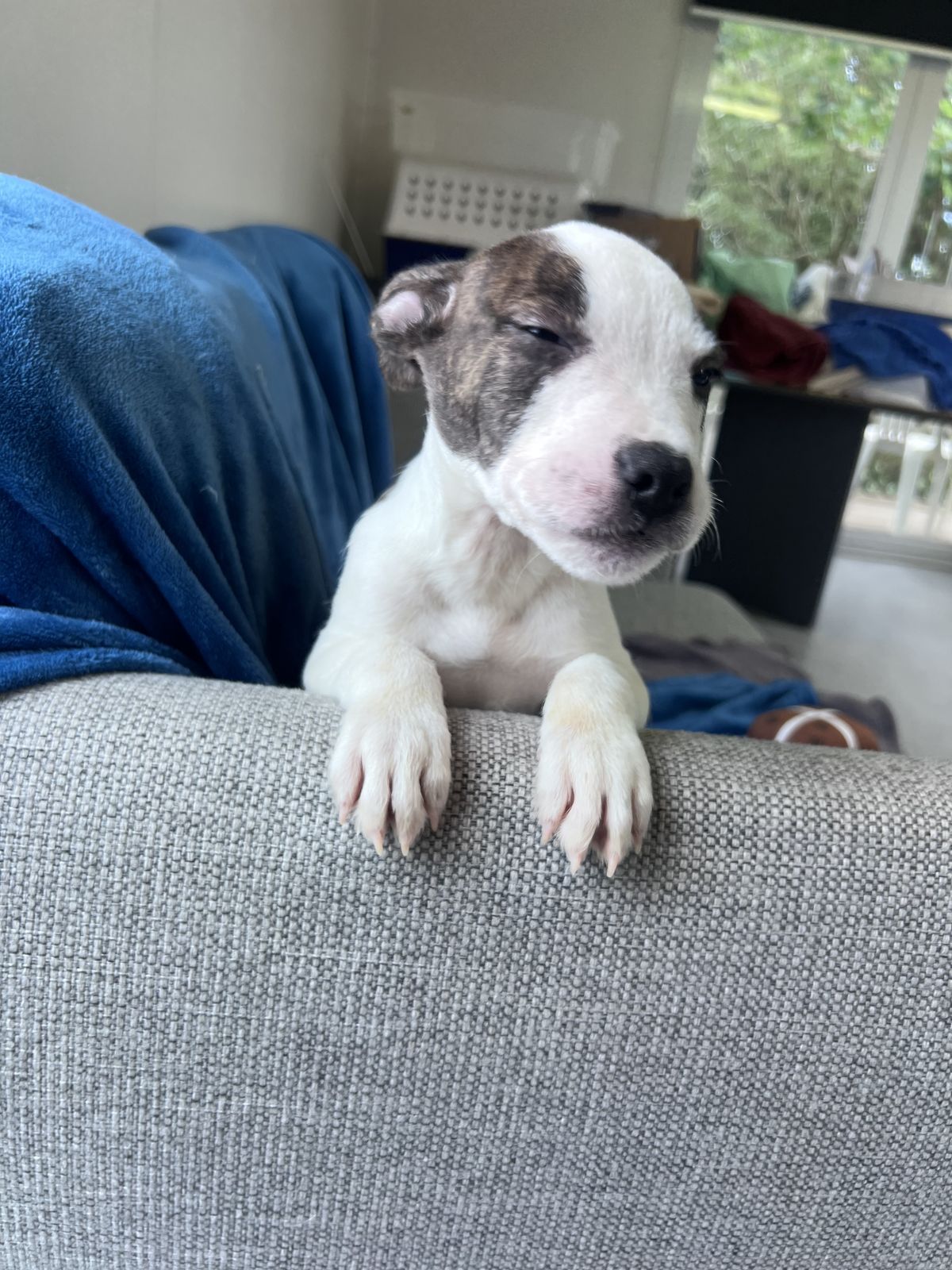 Gallery image: Freddie