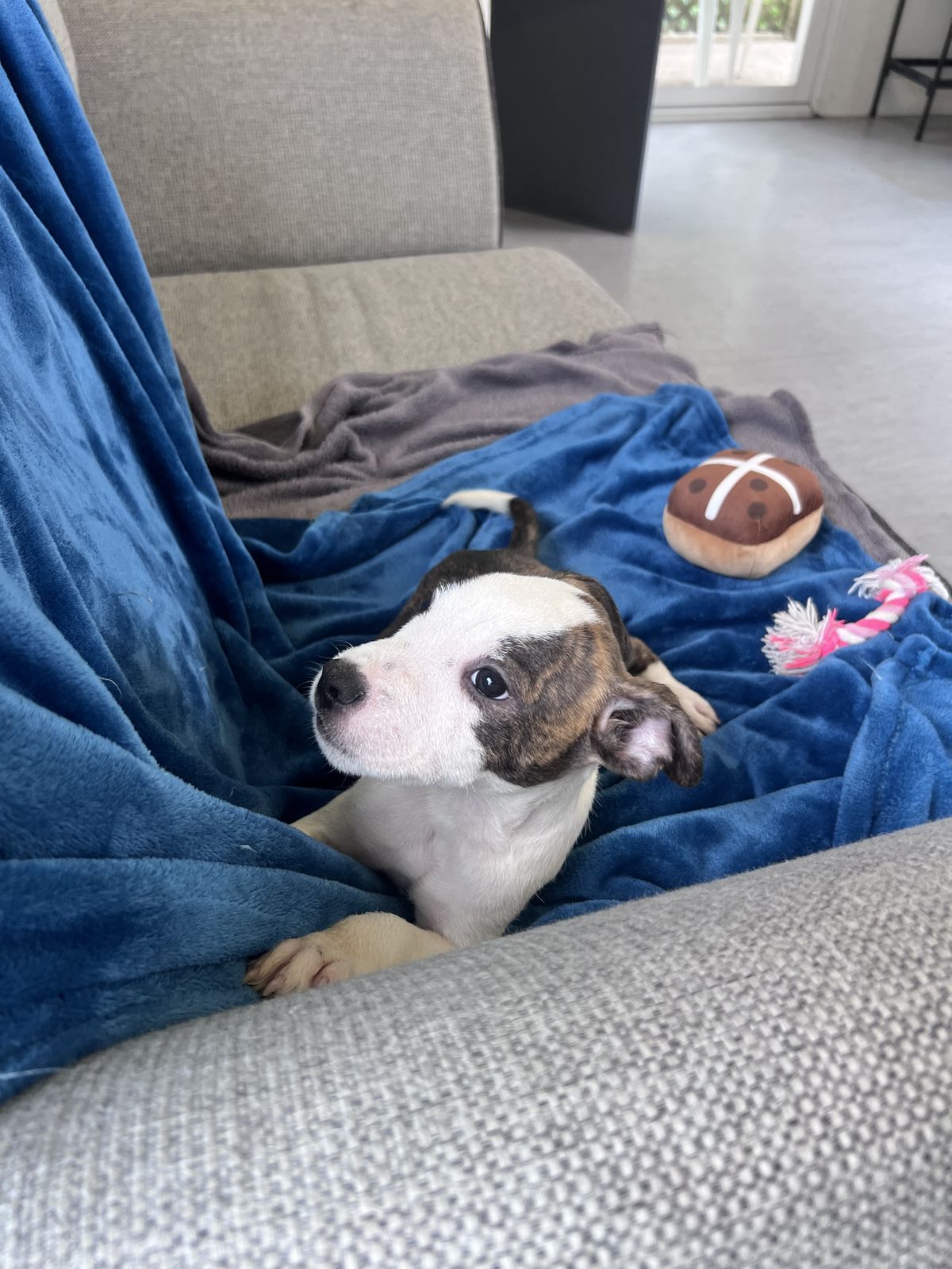 Gallery image: Freddie