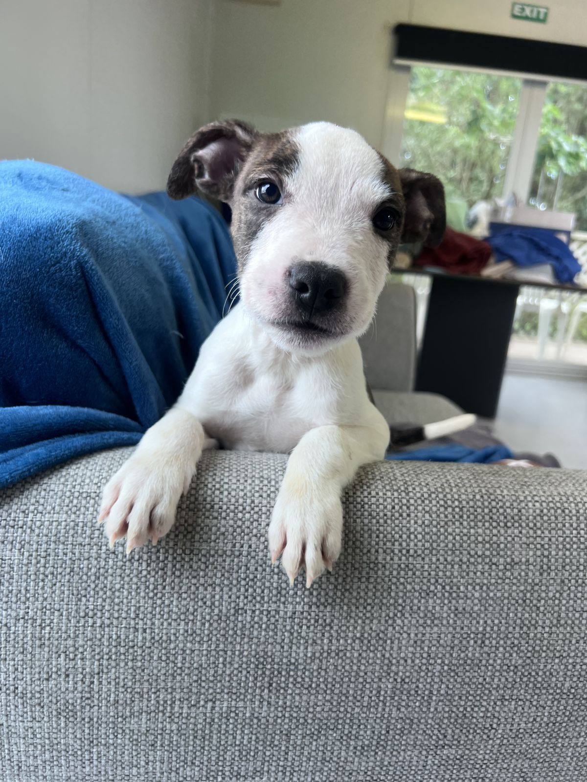 Gallery image: Freddie