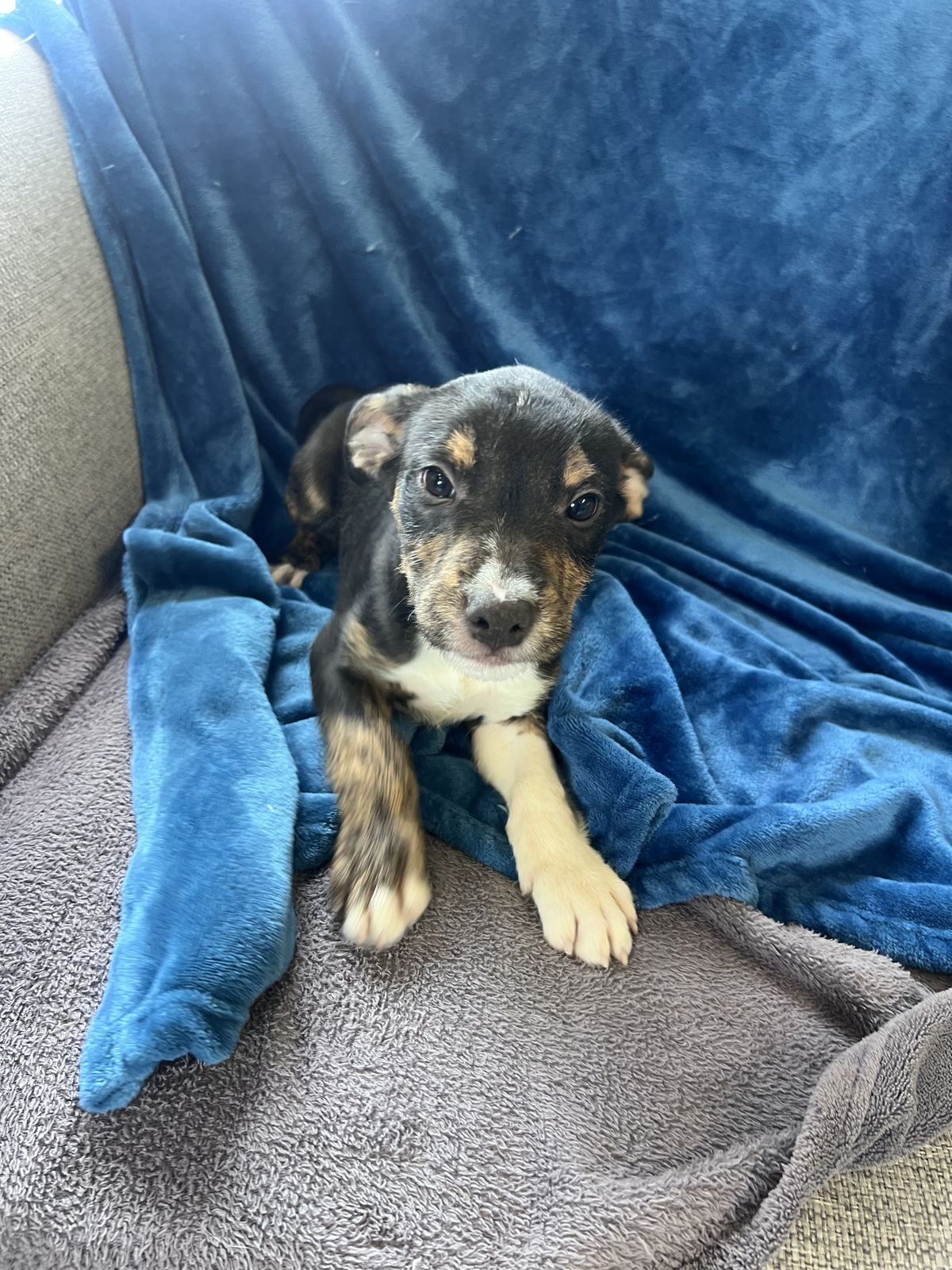 Gallery image: Sparky