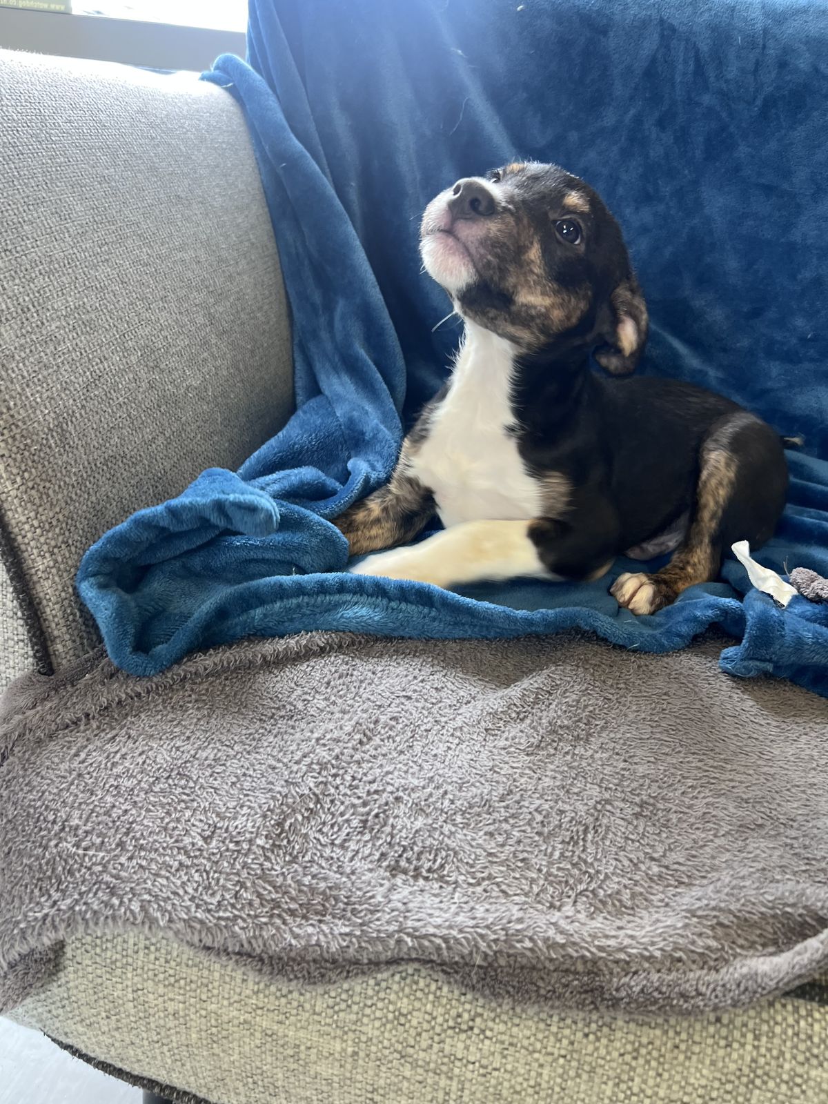 Gallery image: Sparky