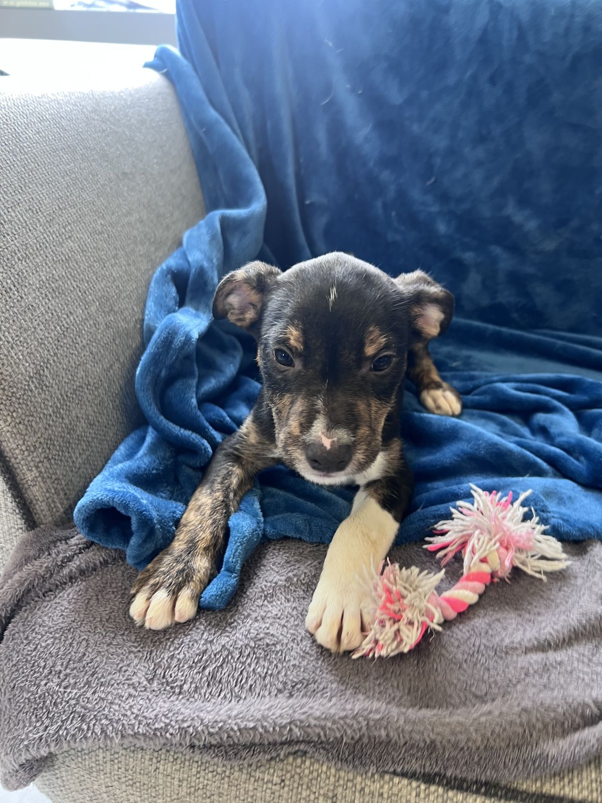 Gallery image: Sparky