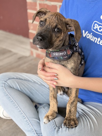 Kerberos - American Staffy