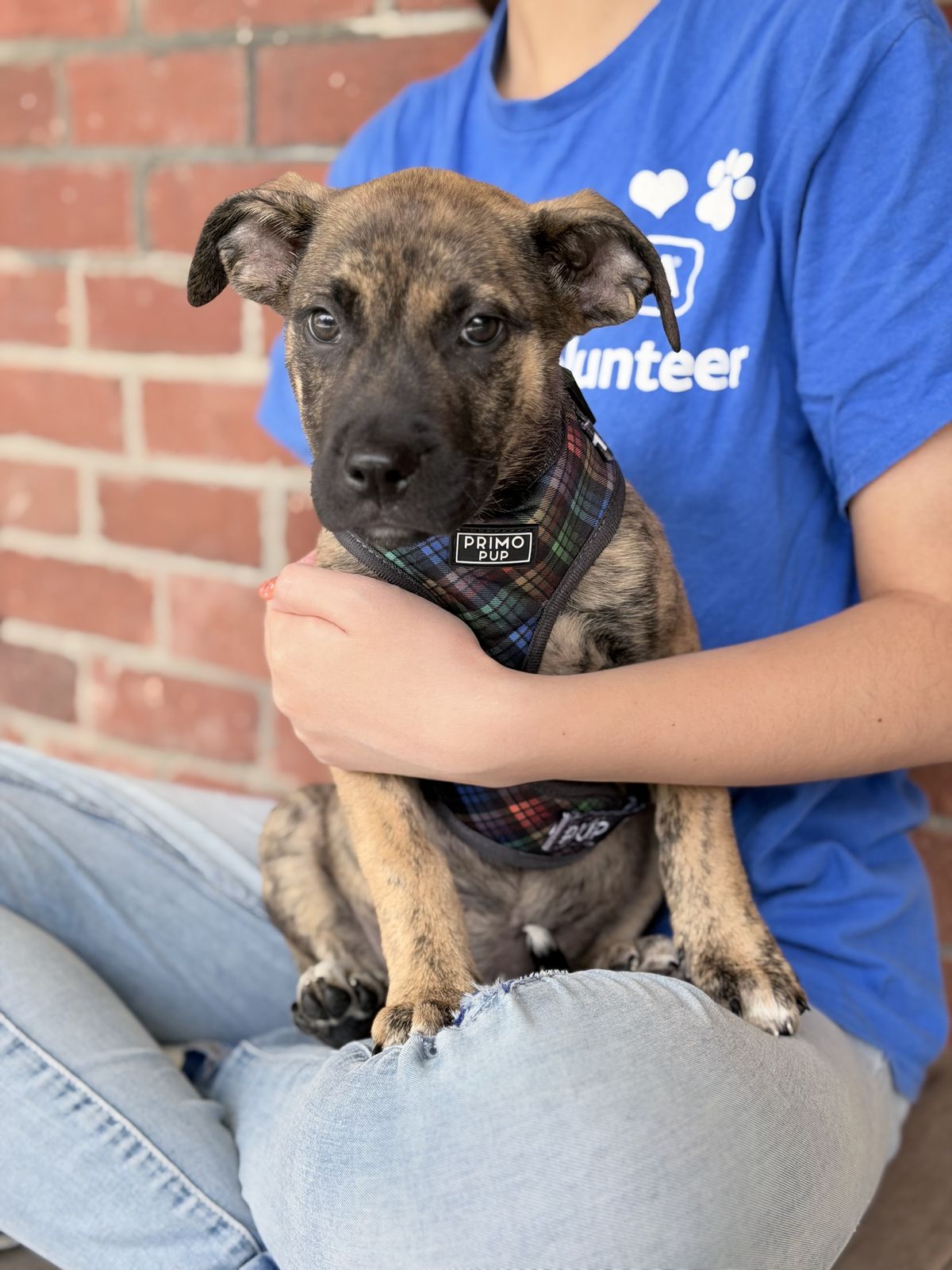 Gallery image: Hydra