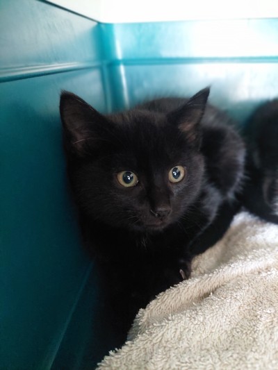 Lynne - Domestic Short Hair