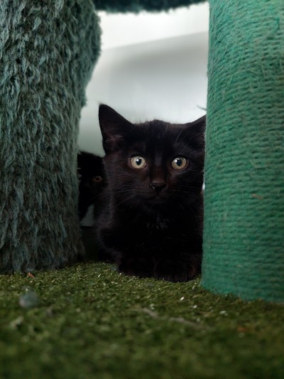 Hudson - Domestic Short Hair