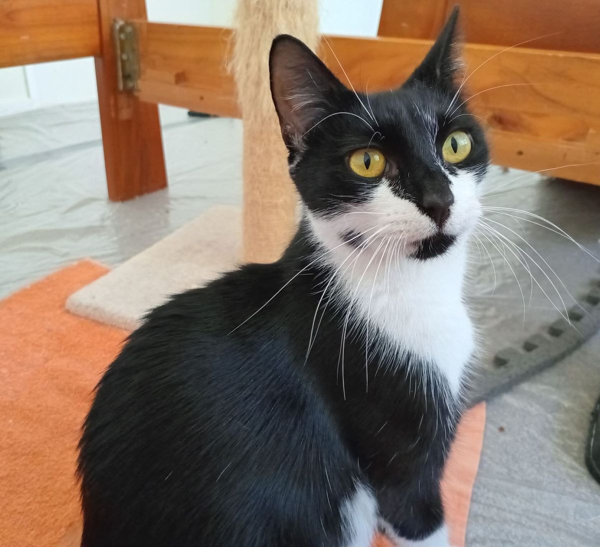 Gallery image: Harleen