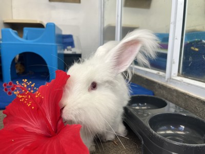 MacIntosh - Jersey Wooly