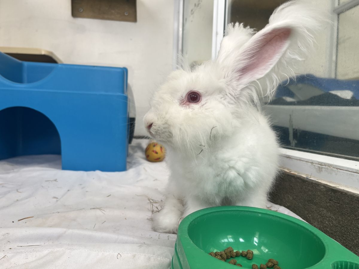 Gallery image: MacIntosh