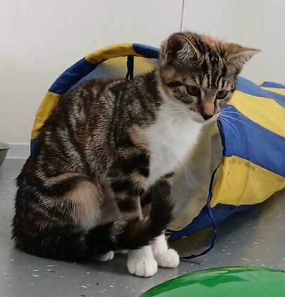 Sparkie - Domestic Short Hair