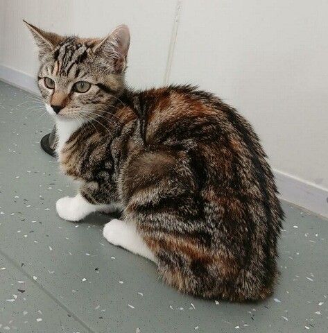 Gallery image: Sparkie