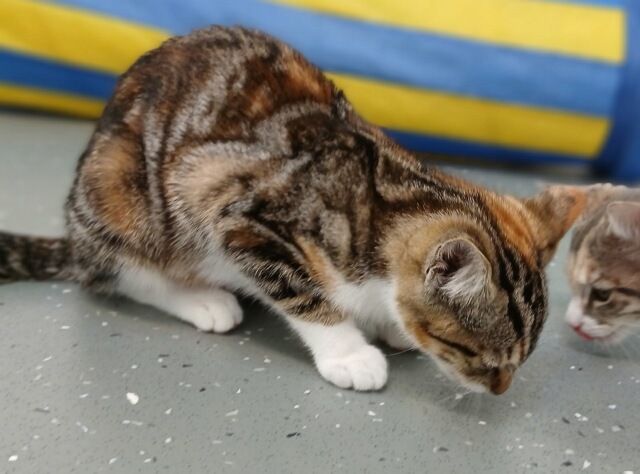 Gallery image: Sparkie