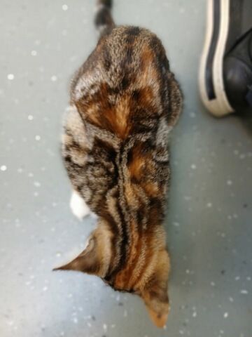 Gallery image: Sparkie