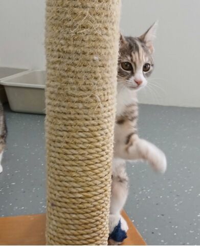 Gallery image: Sphinx