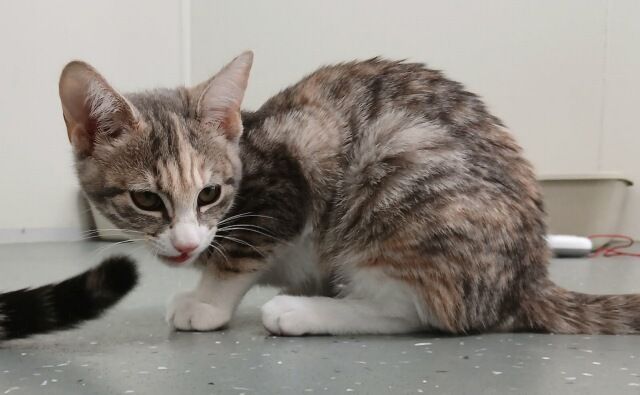 Gallery image: Sphinx