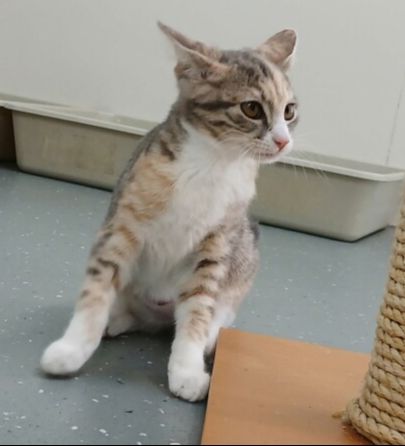 Gallery image: Sphinx