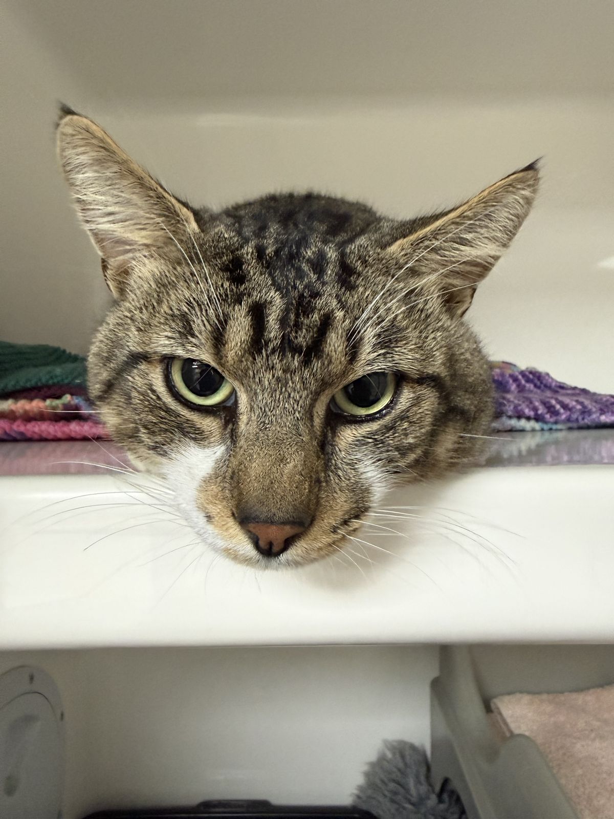 Gallery image: Snoop